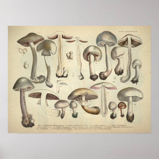 Póster Vintage 1831 Mushroom Variety White Brown Print (Frente)
