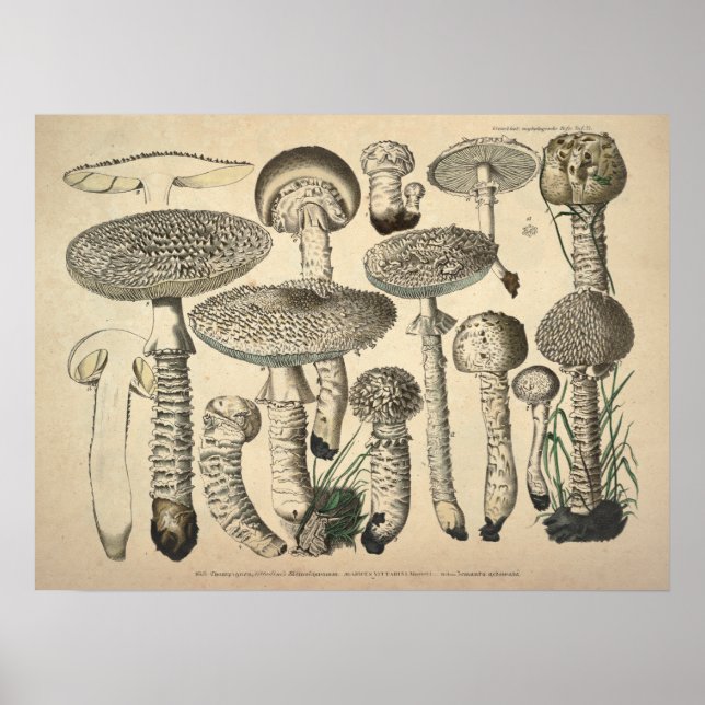 Póster Vintage 1831 Mushroom Variety White Brown Print (Frente)