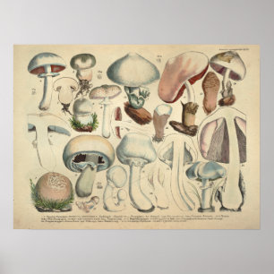 Póster Vintage 1831 Mushroom Variety White Cap Print