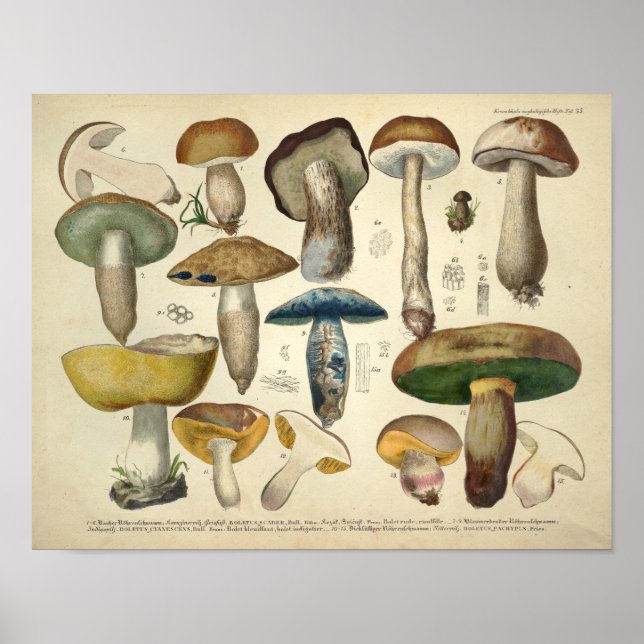Póster Vintage 1831 Mushroom Variety Yellow Green Print (Frente)