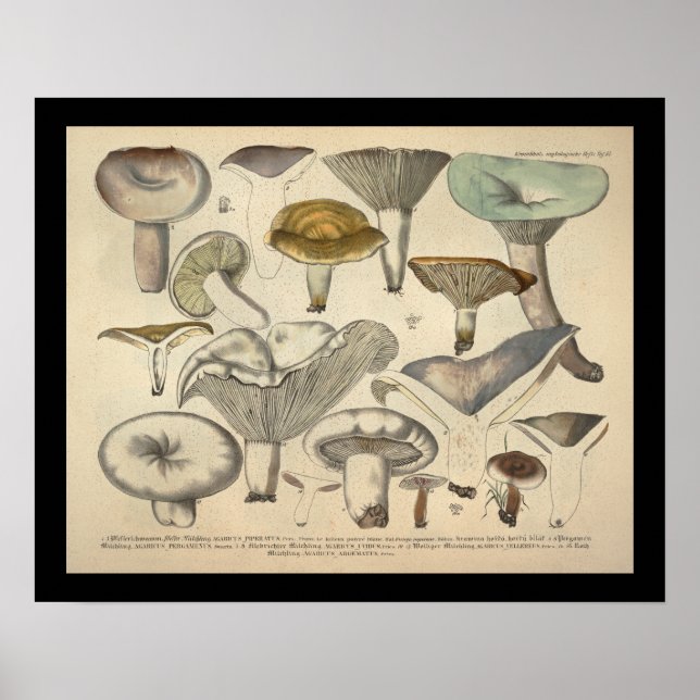 Póster Vintage 1831 Mushroom Variety Yellow Green Print (Frente)