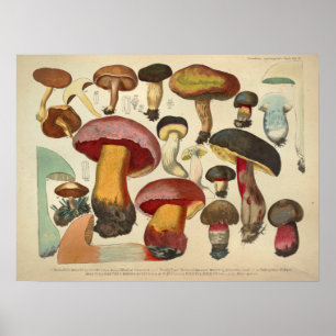 Póster Vintage 1831 Mushroom Variety Yellow Red Print