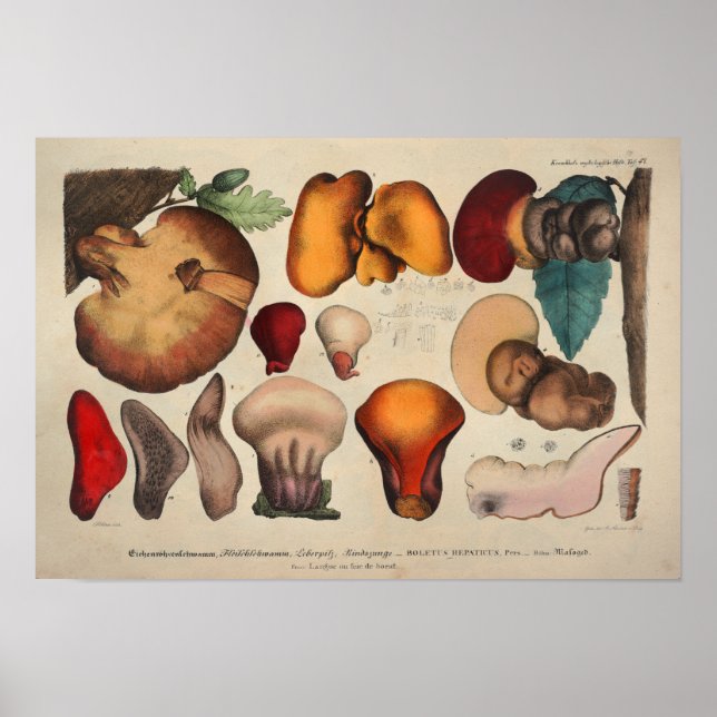 Póster Vintage 1831 Mushroom Variety Yellow Red Print (Frente)