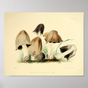 Póster Vintage 1855 Mushrooms Brown Cap Art Print