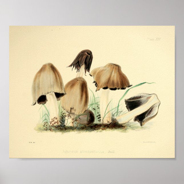Póster Vintage 1855 Mushrooms Brown Cap Art Print (Frente)