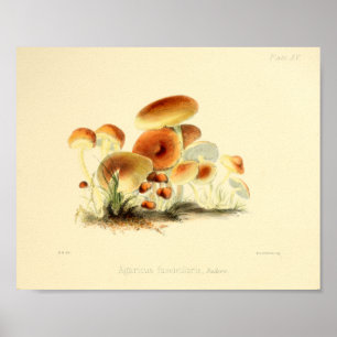 Póster Vintage 1855 Mushrooms Brown Cap Art Print