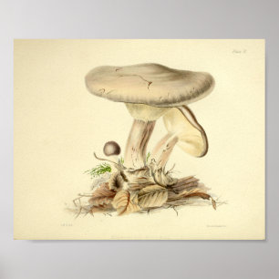 Póster Vintage 1855 Mushrooms White Cap Art Print