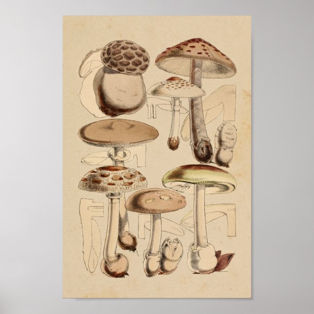 Póster Vintage 1860 Mushrooms variedades Brown Art Print (Frente)
