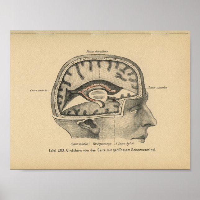 Póster Vintage 1888 Alemania Anatomy Print Skull Brain (Frente)