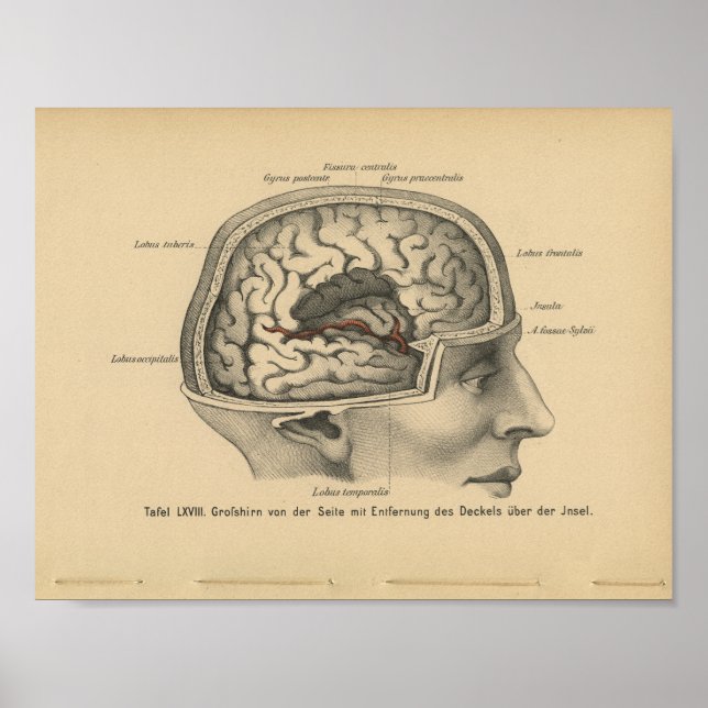 Póster Vintage 1888 Alemania Anatomy Print Skull Brain (Frente)
