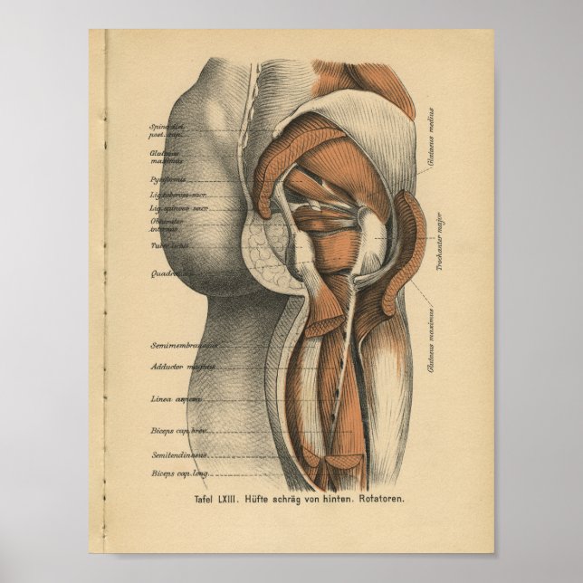 Póster Vintage 1888 Anatomía Alemana Imprimir Músculos de (Frente)