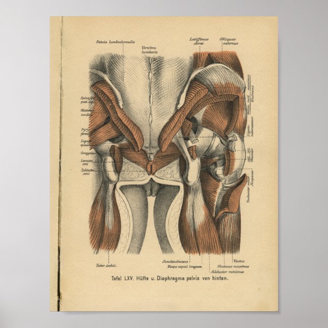Póster Vintage 1888 Anatomía alemana Imprimir músculos pé (Frente)