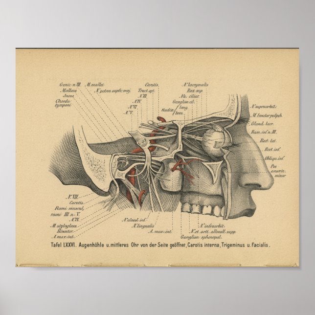 Póster Vintage 1888 Anatomía alemana Imprimir nervios fac (Frente)