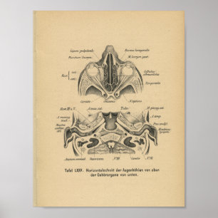 Póster Vintage 1888 Anatomía alemana Imprimir ojos de crá