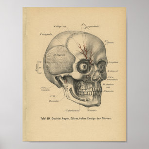 Póster Vintage 1888 Anatomía alemana Imprimir ojos de crá