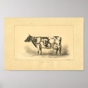 Póster Vintage 1888 Cow Print