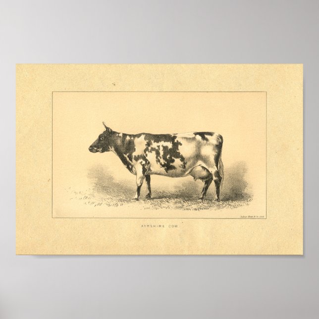 Póster Vintage 1888 Cow Print (Frente)
