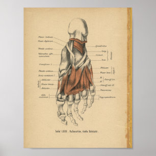 Póster Vintage 1888 German Anatomy Print Foot Bones