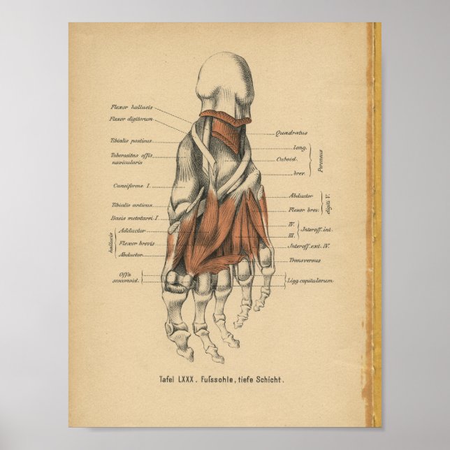 Póster Vintage 1888 German Anatomy Print Foot Bones (Frente)