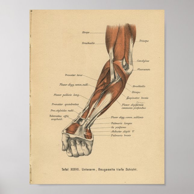 Póster Vintage 1888 German Anatomy Print Forearm (Frente)