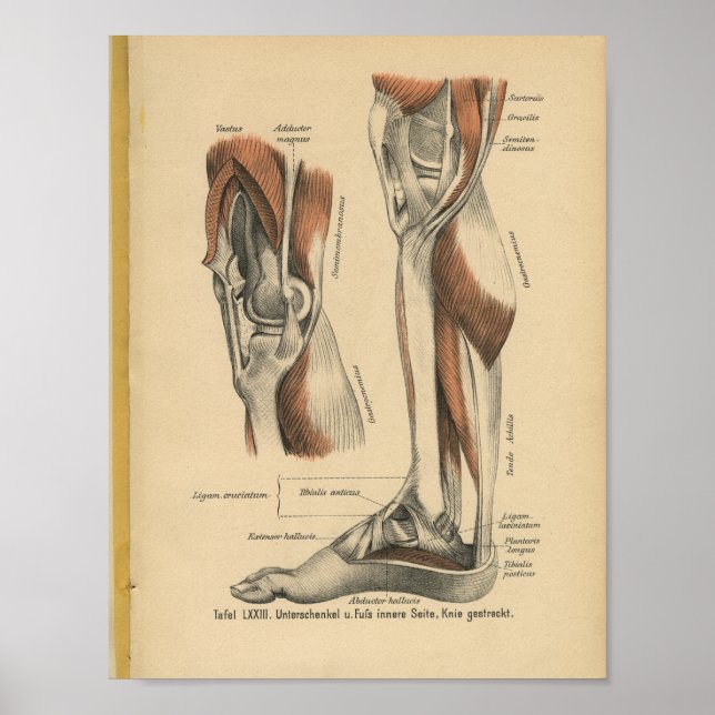 Póster Vintage 1888 German Anatomy Print Leg Foot (Frente)