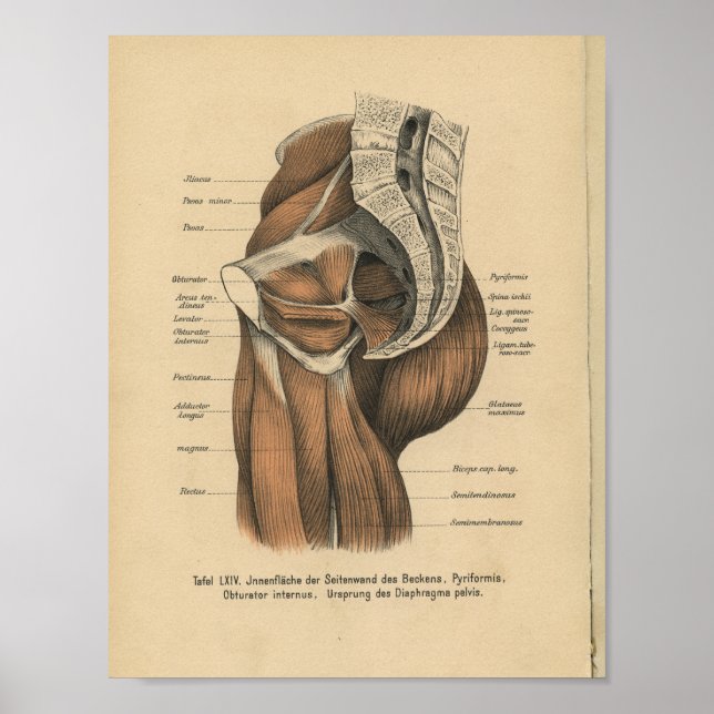 Póster Vintage 1888 German Anatomy Print Pelvic Muscles (Frente)