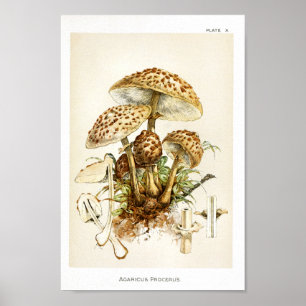 Póster Vintage 1895 Mushrooms Brown Cap Art Print
