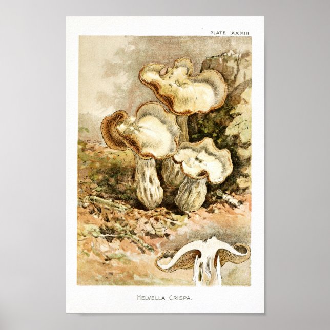 Póster Vintage 1895 Mushrooms Brown White Art Print (Frente)