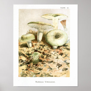 Póster Vintage 1895 Mushrooms Russula Brown Art Print