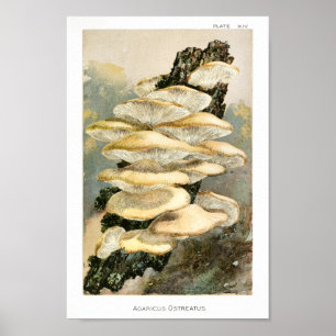 Póster Vintage 1895 Mushrooms Tree Fungus Art Print