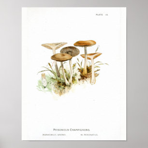Póster Vintage 1895 Mushrooms White Brown Art Print