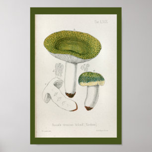 Póster Vintage 1899 champiñones Green Cap Art Print