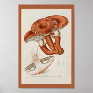 Póster Vintage 1899 Mushrooms Brown Red Art Print
