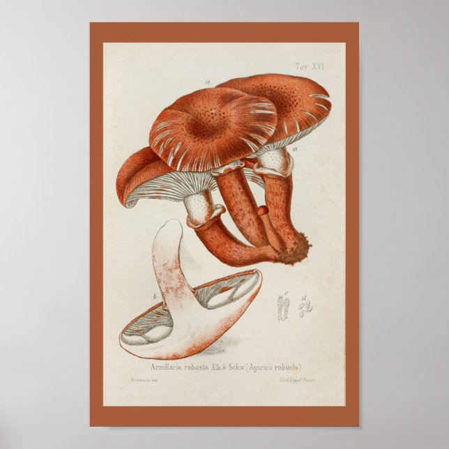 Póster Vintage 1899 Mushrooms Brown Red Art Print (Frente)