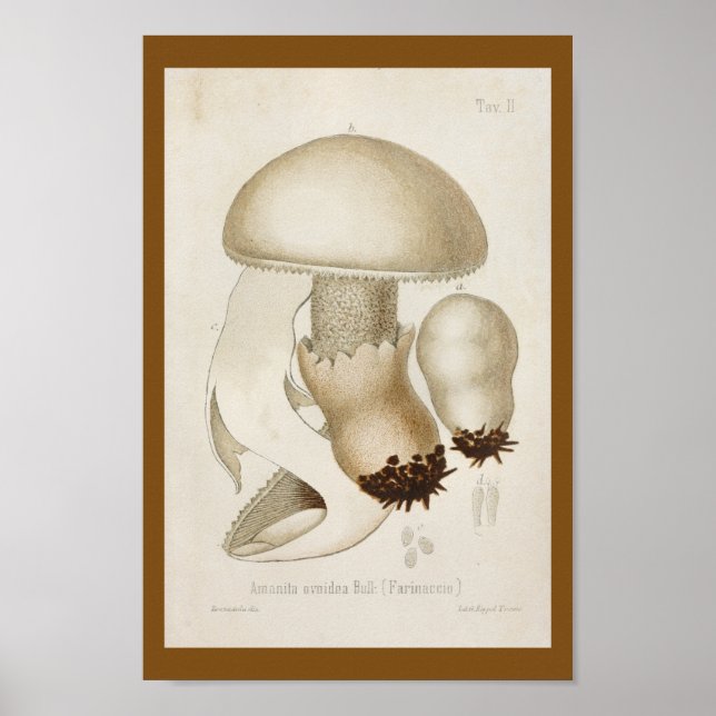 Póster Vintage 1899 Mushrooms White Cap Art Print (Frente)