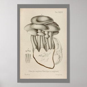 Póster Vintage 1899 Mushrooms White Cap Art Print