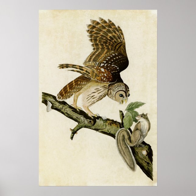 Póster Vintage 46 | Barred Owl | Birds of America (Frente)