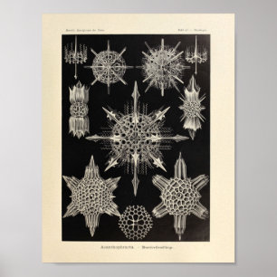 Póster Vintage Acanthophracta Color Ernst Haeckel Print