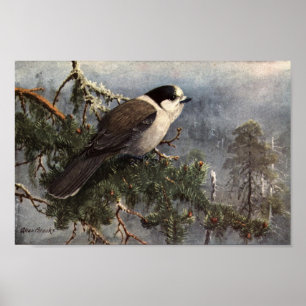 Póster Vintage Allan Brooks Gray Jay Poster Art