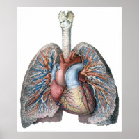 Vintage Anatomía Humana Pulmones Órganos del Coraz
