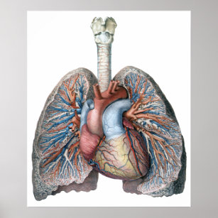 Póster Vintage Anatomía Humana Pulmones Órganos del Coraz