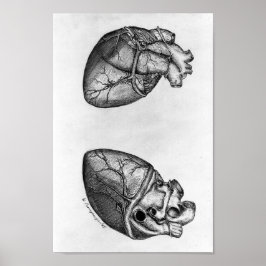 Póster Vintage Anatomical Illustration