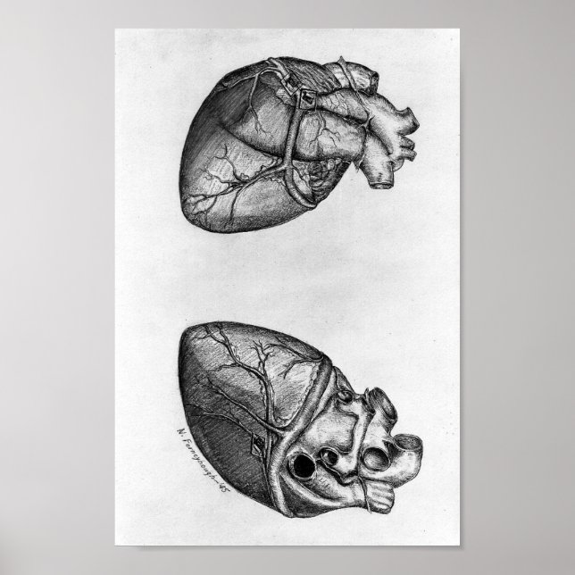 Póster Vintage Anatomical Illustration (Frente)