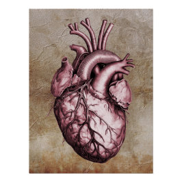 Póster Vintage anatomical illustration of the human heart