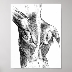 Póster Vintage Anatomy   Back Muscles  (circa 1852)   B/W