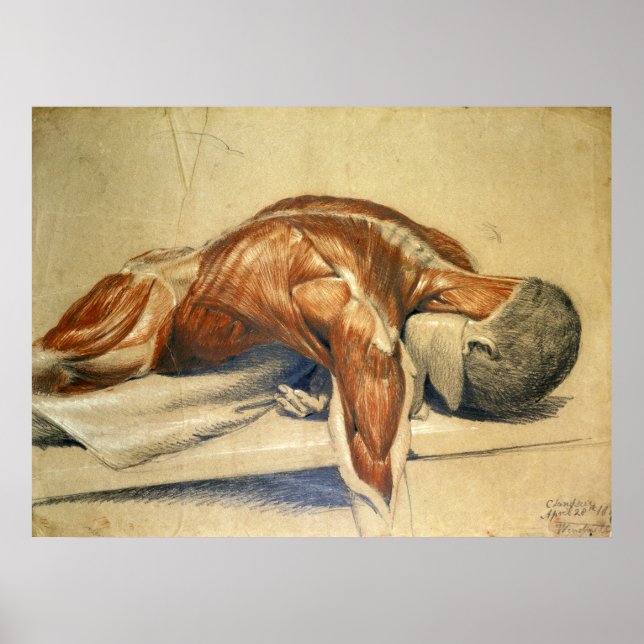 Póster Vintage Anatomy Charles Landseer (Frente)