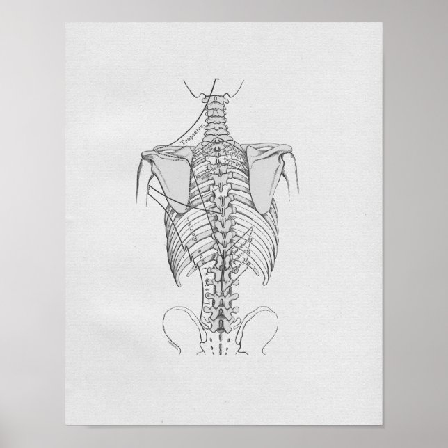 Póster Vintage Anatomy Ilustracion Spine (Frente)