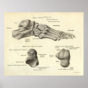 Póster Vintage Anatomy Print Bones of Foot