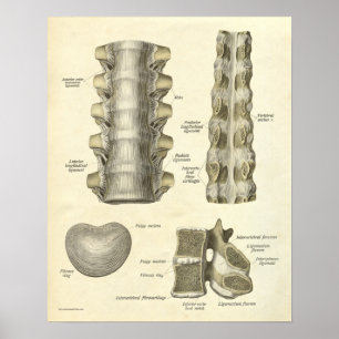 Póster Vintage Anatomy Print Bones Thoracic Spine