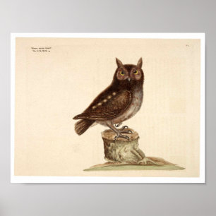 Póster Vintage Animal Poster - Owl